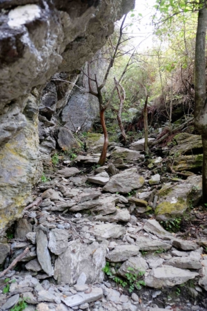 Dancing trees marching up a truly rocky slope hiking rocky terrain