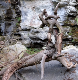 Amazing the shapes nature can twist into natural art